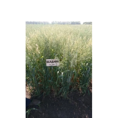 Oats grain with label ВСАДНИК in a field - HORSEMAN