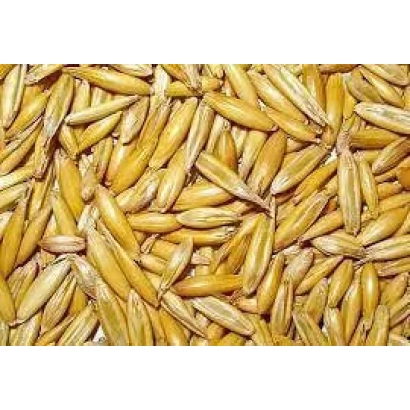 Овес у зерні - Зубр