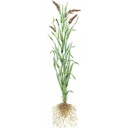 Рисовое растение с корнями и колосом - Ода