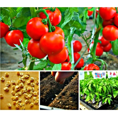 Семена паслена с изображением красных томатов и ростков - Спутник Степанова