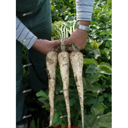 Человек держит в руках три свежих пастернака на фоне зелени - Белас