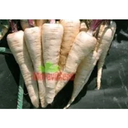 Свежий пастернак сорта Kamo на черном фоне - Камо