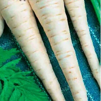 Свежий пастернак на фоне зелёных листьев - СТУДЕНТ