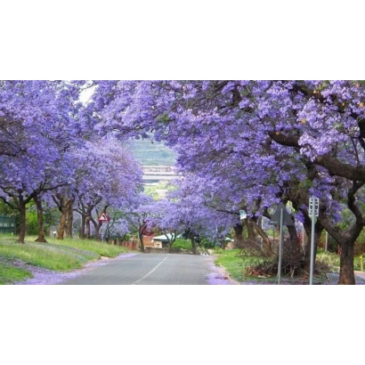 Дорога під фіолетовими деревами павловнії - Фенікс УАН