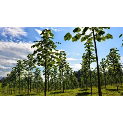 Ряди молодих дерев Павловнія на зеленому полі під блакитним небом - Лілов