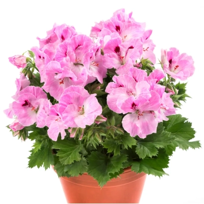Рожева пеларгонія в горщику - Акварель