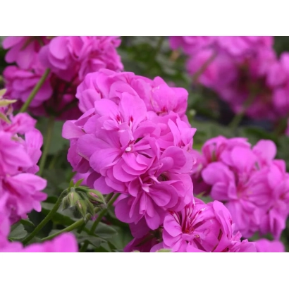 Розові квіти пеларгонії Аметист на фоні зелені