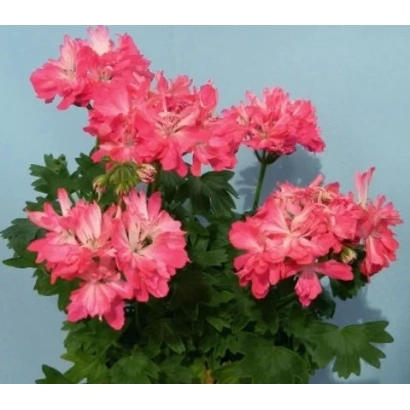 Pink pelargonium Antonina on light blue background