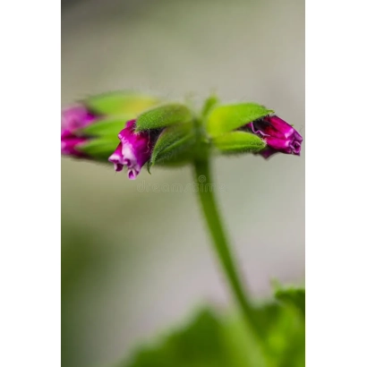 Квітуча пеларгонія Яшма з фіолетовими бутончиками на зеленому стеблі