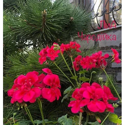 Ярко-розовая пеларгония ЧАРОДЕЙКА на фоне хвойных ветвей