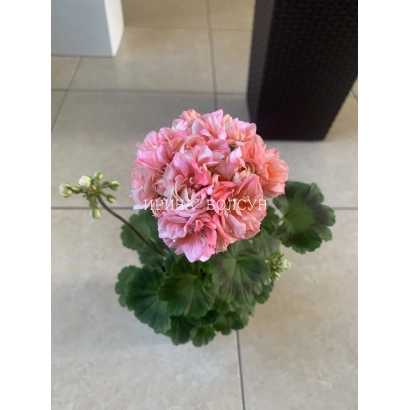 Рожева пеларгонія з зеленими листками на світлому фоні - Екзотика