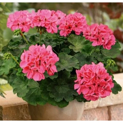 Розовая пеларгония в горшке на фоне стены - Фламинго