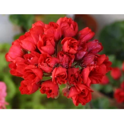 Червона пеларгонія Кармен