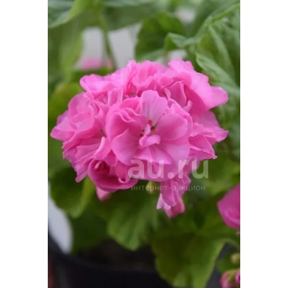 Розовая пеларгония в горшке - Мальвина