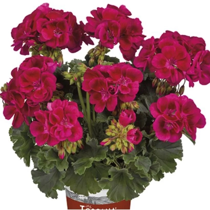 Червона пеларгонія в горщику - Мія