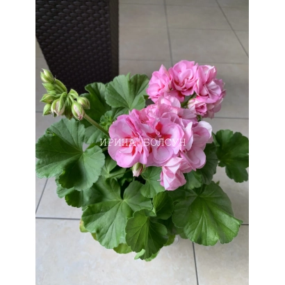 Розовая пеларгония Неженка в горшке на светлом фоне