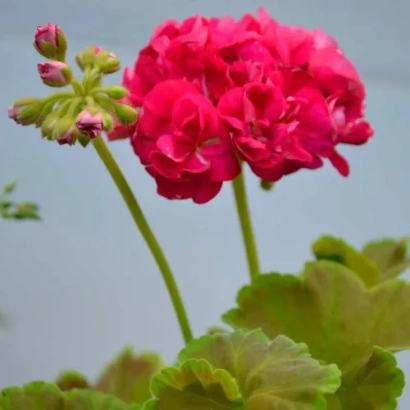 Червона пеларгонія з бутончиками на зелених листках - НІЖНА КАРАМЕЛЬ