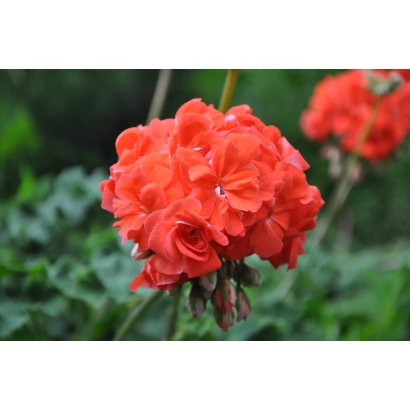 Красная пеларгония Нимфа на фоне зелени