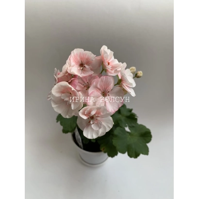 Розовая пеларгония в белом горшке на белом фоне - ОБЛАЧКО