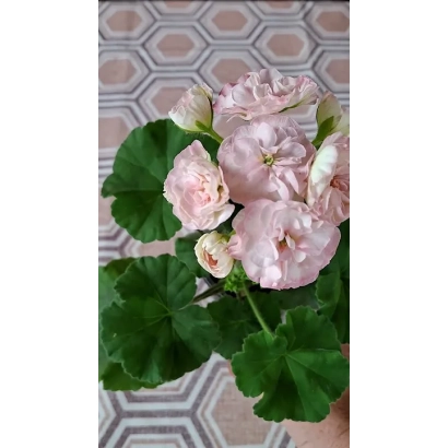 Рожева пеларгонія Чарівність у горщику на фоні плитки