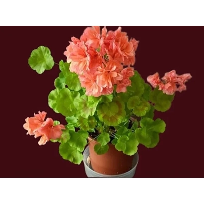 Pink pelargonium in a pot on a dark background - PRELESTNITSA