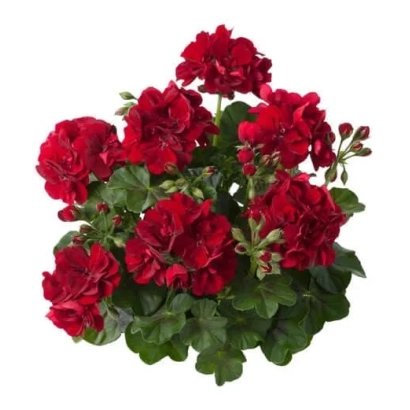 Червона пеларгонія Рубін