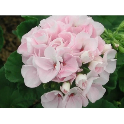 Рожева пеларгонія Серенада