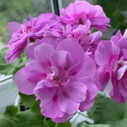 Розовые цветы пеларгонии на фоне зелени - СИРЕНЕВЫЙ ТУМАН