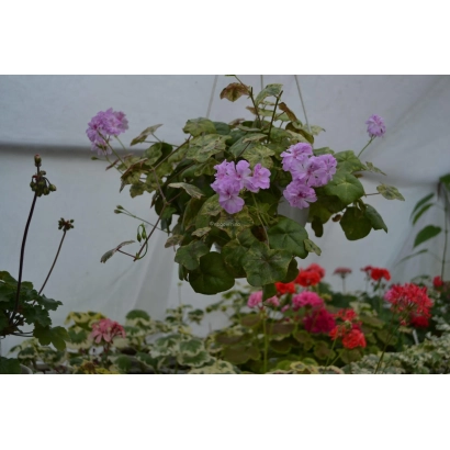 Рожеві та червоні квіти пеларгонії в горщиках на фоні білого напівпрозорого даху - Сюрприз