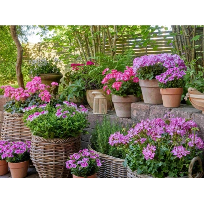 Горщики з пеларгонією на терасі - СВІЖІСТЬ РАНОКУ