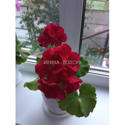 Червона пеларгонія в білій квітці на підвіконні з написом Ірина Волсун - Танго