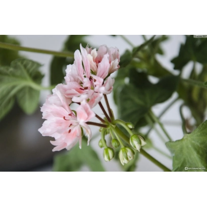 Рожева пеларгонія Зірка