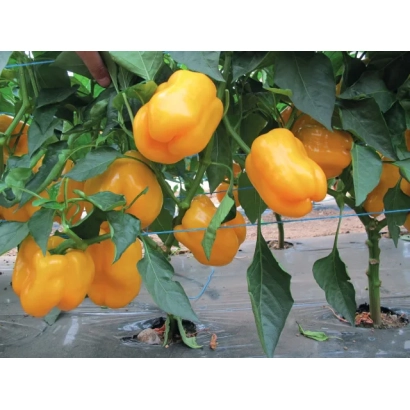 Желтые перцы на растении - Абей