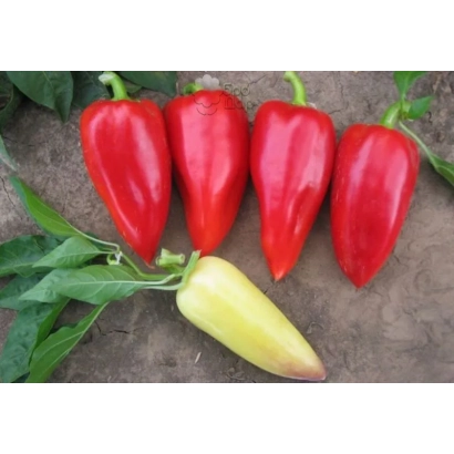 Red and yellow peppers on a green background - Aivengo