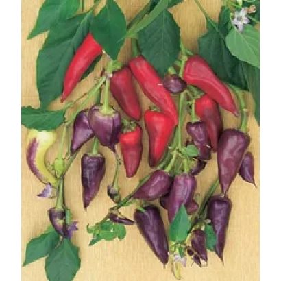 Красные и фиолетовые перцы на ветвях с листьями - Акварель