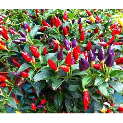 Красные и фиолетовые перцы на растении - Аладдин