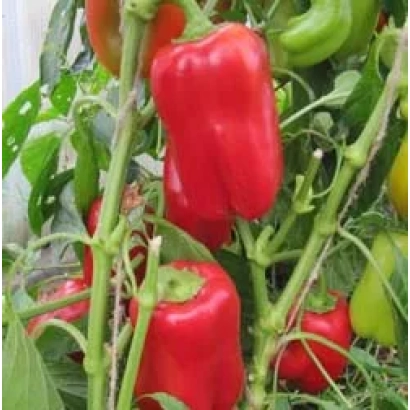 Красный и зеленый перец на растении - Александрит