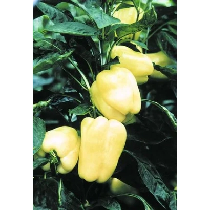 Желтые перцы на растении - Аленушка F1