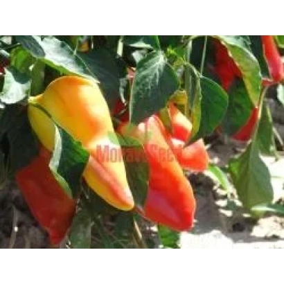 Красные и оранжевые перцы на растении с надписью Морав - Андреа