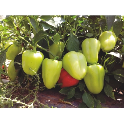 Зеленые и один красный перец на ветке - Анетта