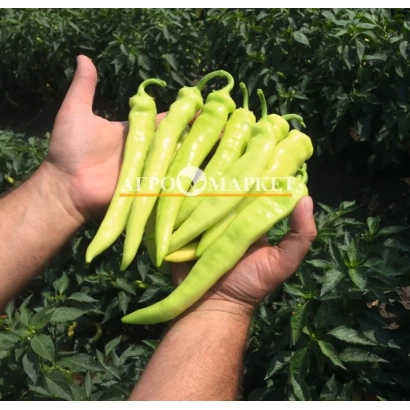 Зеленые перцы сорта Ангара в руках на фоне грядки