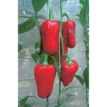Красные перцы на растении - Антиквар