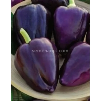 Тёмно-фиолетовые перцы на белой тарелке, сайт semenaopt.com - АРАП