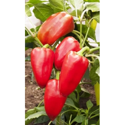 Красные перцы Арктика на растении