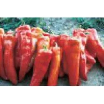 Красные перцы сорта Арлекин F1 на земле