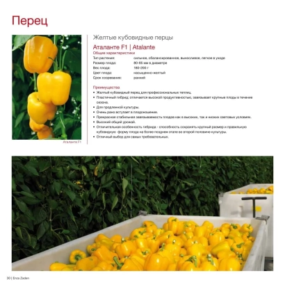 Желтый кубовидный перец АТАЛАНТЕ | ATALANTE на грядке и в контейнере