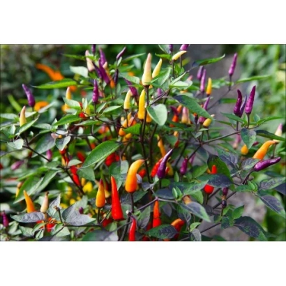 Красный, оранжевый и фиолетовый перец на кусте - АТТРАКЦИОН