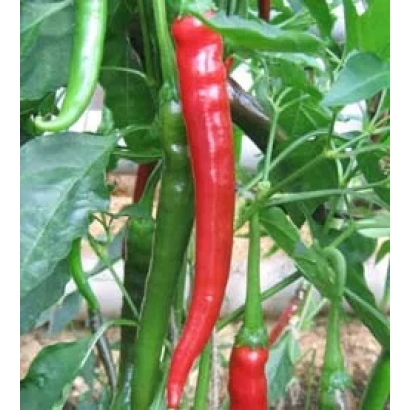 Красный и зеленый перец на растении - АВРОРА 81