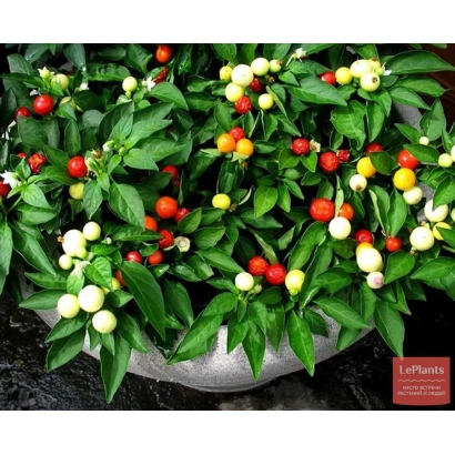 Красные, желтые и белые перцы на зеленой листве в контейнере - БАБЬЕ ЛЕТО