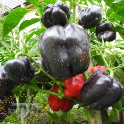 Черные и красные перцы Багира на растении